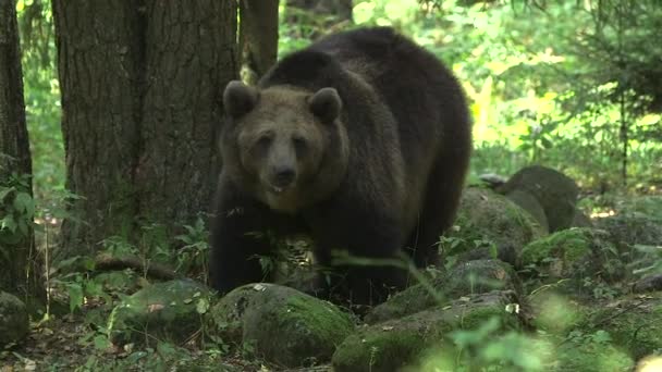 Großer Braunbär Isst Etwas Großaufnahme Braunbären Leben Durchschnittlich Jahre Freier — Stockvideo