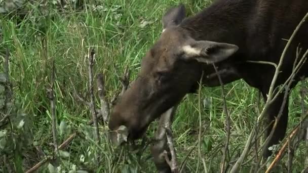 Cow Moose Eating Leaves Bush Meadow Moose Elk Alces Alces — Stock Video