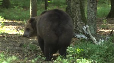 Büyük kahverengi ayı ormanda yürüyor ve bir şeyler yiyor. Kahverengi Ayıların Ortalama Ömrü 25 Yıl Avrasya ve Kuzey Amerika 'da Bulundu.
