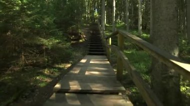 Merdiven ve parmaklıklarla donatılmış Peri Masalı Ormanı Yolu boyunca kayar. Güzel ve Popüler Orman Yolları Tahta Köprüler, Merdivenler, Tırabzanlar, Banklar ve diğer şeylerle donatılmıştır..