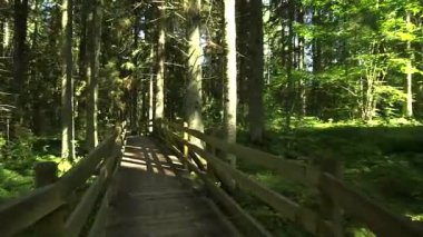 Ahşap Peri Masalı Ormanı 'nda kamera kayıyor. Güzel ve Popüler Orman Yolları Tahta Köprüler, Merdivenler, Tırabzanlar, Banklar ve diğer şeylerle donatılmıştır..