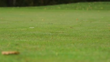 Golf topu deliğe yuvarlanıyor, sonra el topu alıyor, yakın plan. Golf, oyuncuların topu deliğe sokmak için kulüpleri kullandıkları bir klüp ve top sporudur..