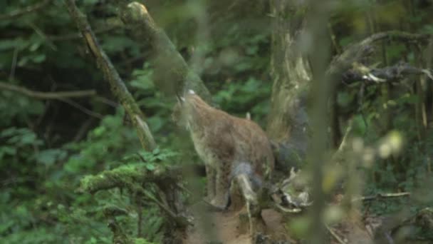 Lynx Sits Branchy Stump Licks Looks Camera Eurasiatiska Lynx Infödda — Stockvideo