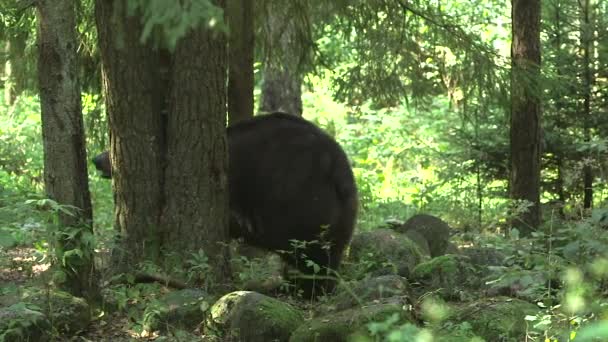 Big Brown Bear Walks Forest Stomps Tree Inglés Esperanza Vida — Vídeos de Stock
