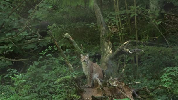 Lynx Sits Branchy Stump Och Ser Kameran Eurasiatiska Lynx Infödda — Stockvideo