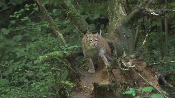 Lynx Βλέπει Παιχνίδι Και Ξεκινά Την Καταδίωξη Eurasian Lynx Είναι — Αρχείο Βίντεο