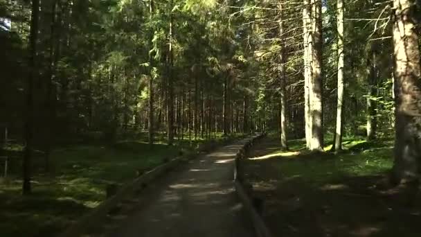 カメラは非常に美しい妖精の森の道に沿ってグライドします 美しく 人気のある森のトレイルは木製の橋 ベンチおよび他のものと装備されています — ストック動画