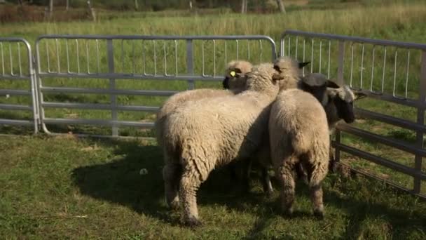 Sheep Graze Temporary Corral Market Sheep Domestic Sheep Ovis Aries — Stock Video