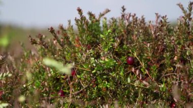 Bataklıktaki Bush 'ta Büyük Kızıl Kızılcıklar. Yaban mersinleri, Asidik Bataklıkları 'nda bulunabilir. Orosferin serin bölgeleri boyunca..