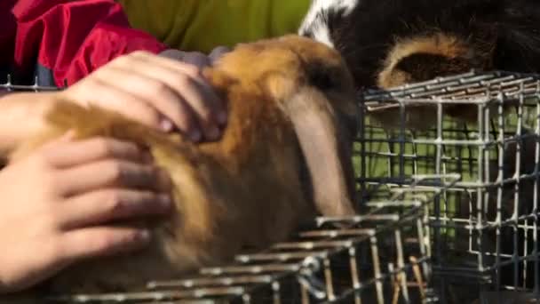 Enfants Animaux Compagnie Lapins Bruns Sur Des Cages Foire Lapin — Video