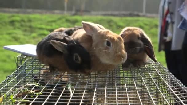 Tre Conigli Marroni Seduti Sulla Gabbia Coniglio Europeo Che Stato — Video Stock