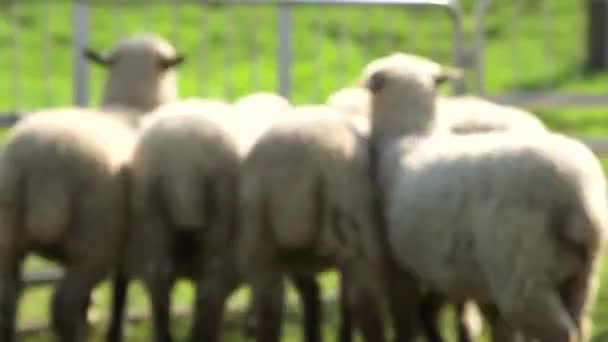 在市场上的临时科拉尔羊牧场 羊羊或家养羊是一种土生土长的反刍动物 通常作为牲畜饲养 — 图库视频影像