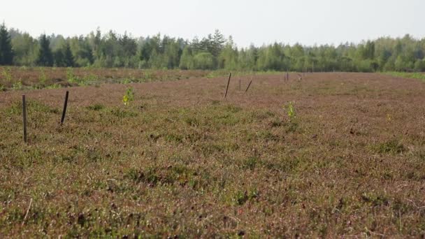 Grande Campo Pântano Com Arbustos Cranberry Cranberries Podem Ser Encontradas — Vídeo de Stock