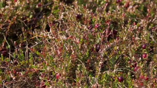 Campo Pântano Com Arbustos Arando Cranberries Podem Ser Encontradas Brejos — Vídeo de Stock