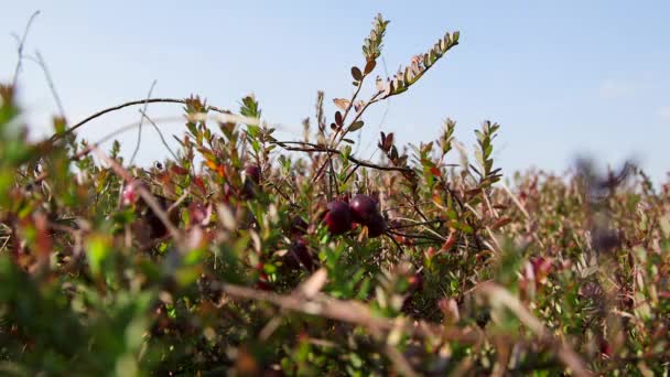 Mão Pântano Escolhe Cranberry Bush Cranberries Podem Ser Encontradas Brejos — Vídeo de Stock