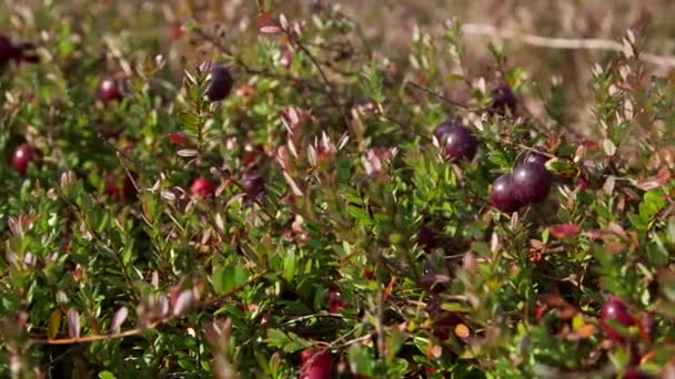 Cranberries Roșii Mari Într Bush Mlaștină Cranberries Pot Găsite Bogățiile — Videoclip de stoc