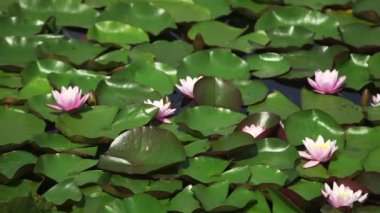 Gölette bir sürü Pembe Su Zambağı ve Yeşil Yapraklar var. Nymphaeaceae, Nilüferler (Nilüferler) familyasından bir çiçek bitkisi familyasıdır. Rhizomatöz Su bitkileri gibi yaşarlar..