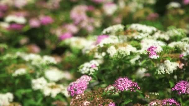 Wonderful White Pink Meadow Flowers Медленный Выстрел Долли Узким Фокусом — стоковое видео