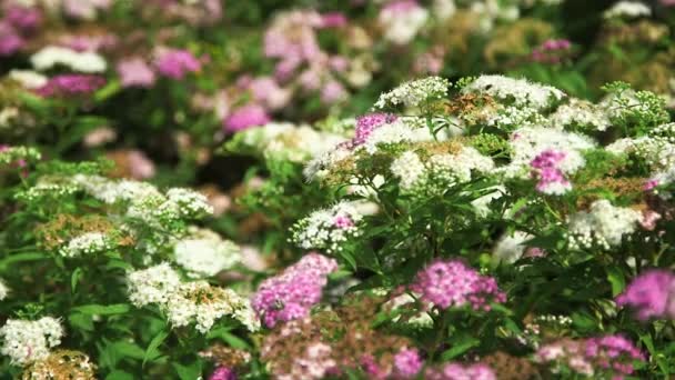Wunderbare Weiße Und Rosa Wiesenblumen Statische Aufnahme Mit Schmaler Fokusbewegung Videoclip