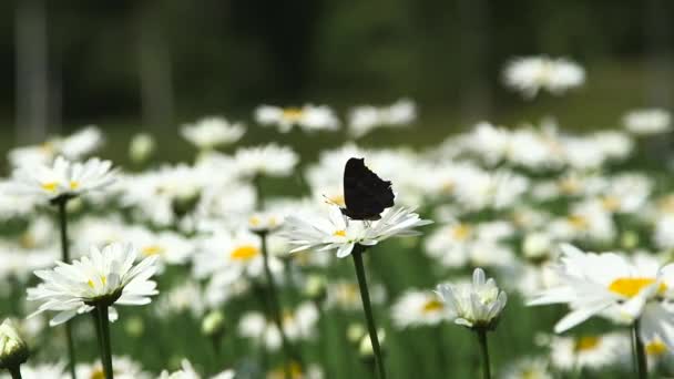 Метелик Одній Багатьох Класичних Ромашок Витончено Гойдаються Вітрі Bellis Perennis — стокове відео