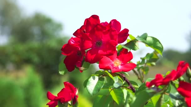 Včela Sbírá Nectar Červené Růže Květiny Včely Jsou Okřídlený Hmyz — Stock video