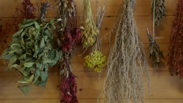 Diverses Plantes Herbes Séchées Accrochées Mur Première Méthode Conservation Des — Video