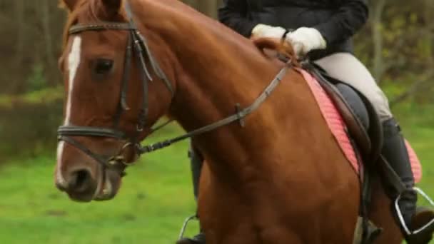 Atı Olan Sürücü Kameraya Yaklaştı Durdu Bir Atın Yakın Çekimi Telifsiz Stok Çekim