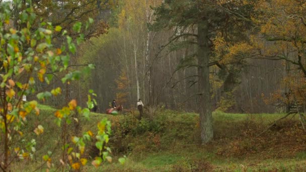 Trois Cavaliers Font Une Promenade Forêt Avec Des Chevaux Cheval — Video