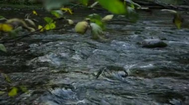 Small Rivers Slow, Rocky Rapids with Water Flow. Nehrin Güzel Kıyıları Açık Güzel Manzaralar Ormanda Saklı. Dışarı çıkarken görüldü.