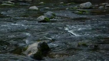 Small Rivers Slow, Rocky Rapids with Water Flow. Nehrin Güzel Kıyıları Açık Güzel Manzaralar Ormanda Saklı. Dışarı çıkarken görüldü.