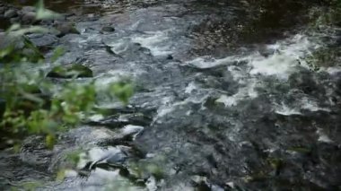 Small Rivers Slow, Rocky Rapids with Water Flow. Nehrin Güzel Kıyıları Açık Güzel Manzaralar Ormanda Saklı. Dışarı çıkarken görüldü.