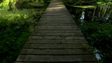 Peri Masalı Gibi Bir Yol, Karanlık, Mistik Orman Üzerinde Büyümüş Göl. Bu ağaçlar, ormandaki suyu aşan ahşap kaldırım boyunca yürüyen fantezi hisler yaratıyor..