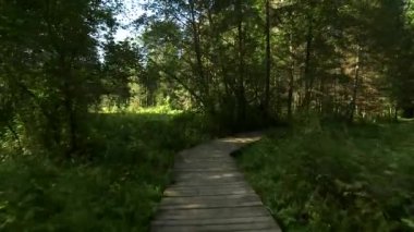 Peri Masalı Gibi Bir Yol, Karanlık, Mistik Orman Üzerinde Büyümüş Göl. Bu ağaçlar, ormandaki suyu aşan ahşap kaldırım boyunca yürüyen fantezi hisler yaratıyor..