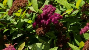 Yazın Kızıl Çalı Çiçekleri 'nden Bumblebee Nektar Topluyor. Bumblebee 'lerin çoğu Tek Kraliçe ile Koloni kuran sosyal böceklerdir. Koloniler bal arılarından daha küçüktür..