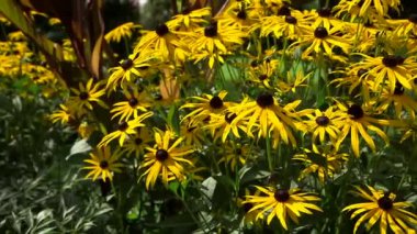 Güzel Parlak Sarı Bahçe Çiçekleri - Koni çiçekleri. Çiçekler Tek Yuvarlak Kafalar halinde bir araya toplanır. Echinacea Ürünleri Sağlığın Gelişimi İçin Etkilidir.