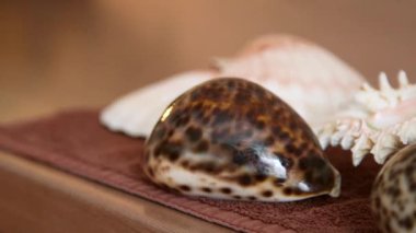 Büyük Dekoratif Deniz Kabukları Bir SPA Merkezi 'nde Havluyla Düzenlenmiş. Masaj, Vücut Yumuşak Dokularının Sürtünmesi veya Sürtünmesidir. Teknikler bazen midye gibi nesnelerle uygulanır..