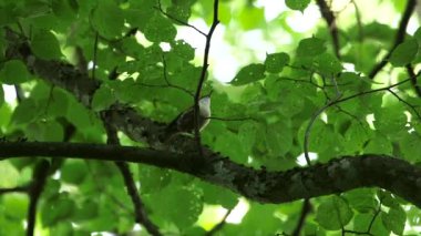 Nuthatch, Linden Dalları 'ndan atlıyor. Ayakları Havadayken sallanıyor. Avrasya Tımarhanesi (