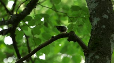 Nuthatch, Linden Dalları 'ndan atlıyor. Hemen yiyecek arıyorum. Avrasya Tımarhanesi (