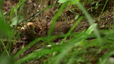 Şirin, Kahverengi Fare Needles ve Leaves in the Forest arasında yiyecek arıyor. Fare, Küçük Kemirgen 'dir. Farelerin sivri burunları, küçük yuvarlak kulakları, uzun kuyrukları ve yüksek üreme oranı vardır..