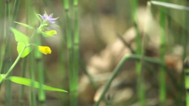 Ölü Akçaağaç Yaprağı, Yeşil Sert At Kuyruğu ve Örümcek Ağı. Önce Yaprak 'ın görüldüğü yere odaklan, sonra Equisetum Hyemale ve son olarak Örümcek Ağı..