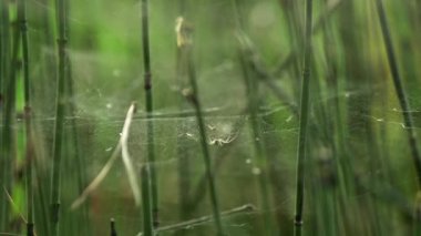 Büyük Kaotik Ağ 'da Saydam Örümcek Avını Bekliyor. Örümcek Ağı, Örümcek Ağı (Örümcek Ağı veya Örümcek Ağı) örümcekgiller (Örümcekgiller) familyasından örümcek ağı tarafından oluşturulan bir yapıdır..