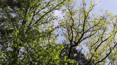 Ormandaki Büyük Çiçekli Linden Ağacı 'nın Büyük Dalları ve Yaprakları. Avrupa Türleri İçin Linden ve Kuzey Amerika Türleri için Basswood. İngiltere ve İrlanda 'da kireç ağaçları.