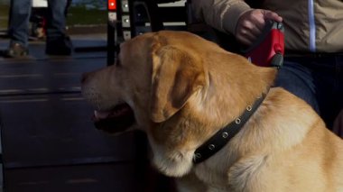 Golden Retriever 'ın tasması teknede sahibinin yanındadır. Golden Retriever, Orta Büyüklükte bir İskoç Köpeğidir. Nazik ve sevecen bir tabiat tarafından karakterize edilmiştir..