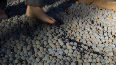 Çıplak Ayaklı Adamlar Cam Bilyeler Yolu boyunca yürür. Ayaklar, vücuttaki birçok organa bağlı sinir uçlarıyla doludur. Bu Noktaları Uyarmak Sağlığı İyileştirir.