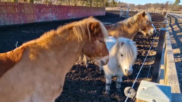 Pony Achter Een Hek Zon Wachten Worden Gevoed — Stockvideo