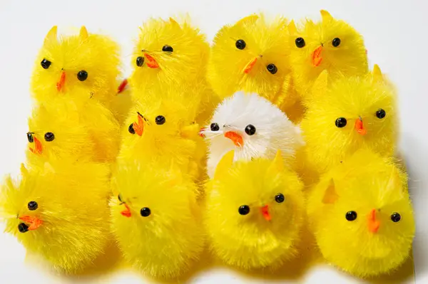 Paskalya Kutlamaları için bir gruba sarı ve beyaz tavuklar.