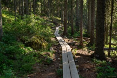Kuzey Avrupa 'daki ormana giden patikalar. İsveç Yüksek Sahili.