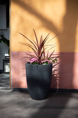 Tropik ağaç. Cordyline Red Star tutkulu avuç içi.