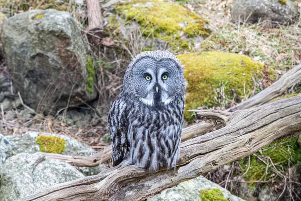 Büyük gri baykuş (Strix nebulosa) gerçek bir baykuştur ve dünyanın en büyük baykuş türüdür.. 
