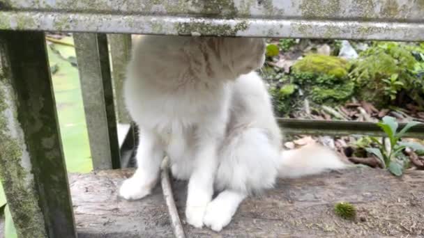 Gato Branco Olhando Para Baixo Escondendo Ansiosamente Sob Mesa Jardim — Vídeo de Stock
